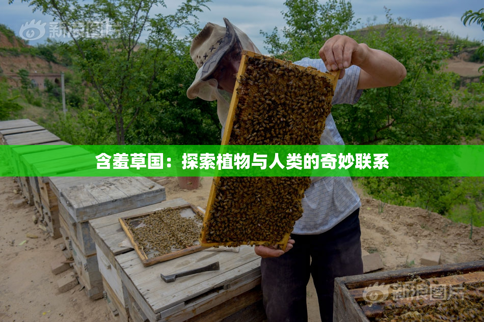 含羞草国：探索植物与人类的奇妙联系