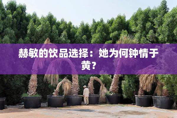 赫敏的饮品选择：她为何钟情于黄？