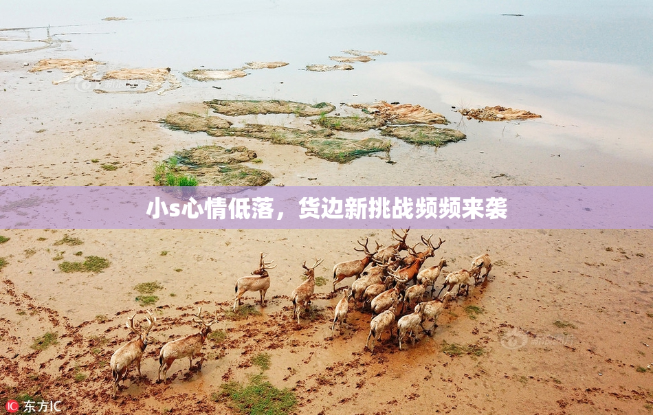 小s心情低落，货边新挑战频频来袭