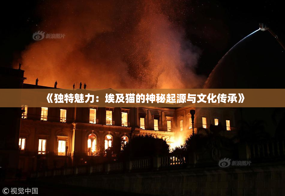 《独特魅力：埃及猫的神秘起源与文化传承》