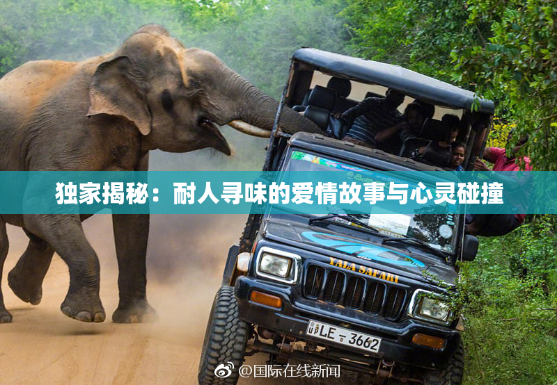 独家揭秘：耐人寻味的爱情故事与心灵碰撞