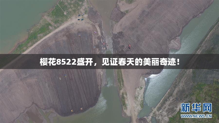 樱花8522盛开，见证春天的美丽奇迹！