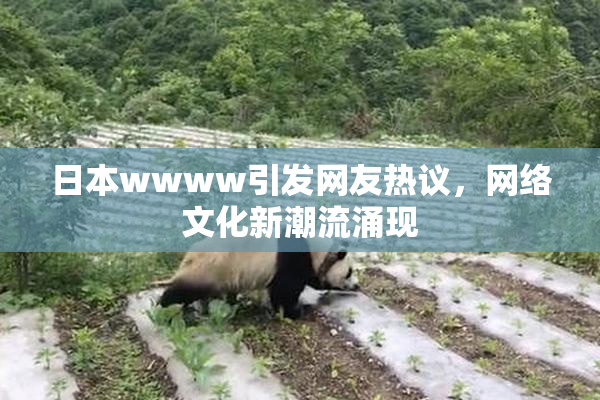 日本wwww引发网友热议，网络文化新潮流涌现