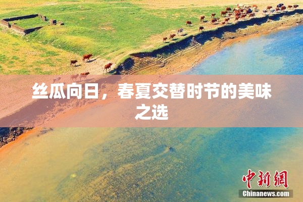 丝瓜向日，春夏交替时节的美味之选