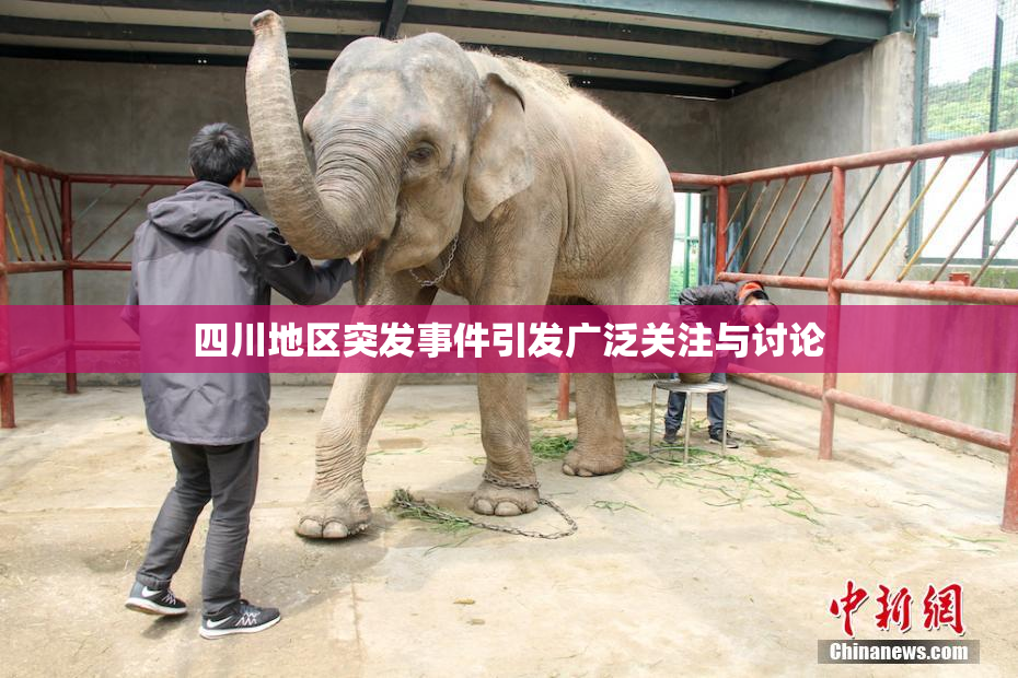 四川地区突发事件引发广泛关注与讨论