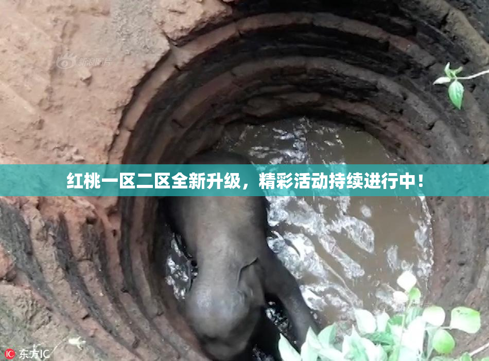 红桃一区二区全新升级，精彩活动持续进行中！
