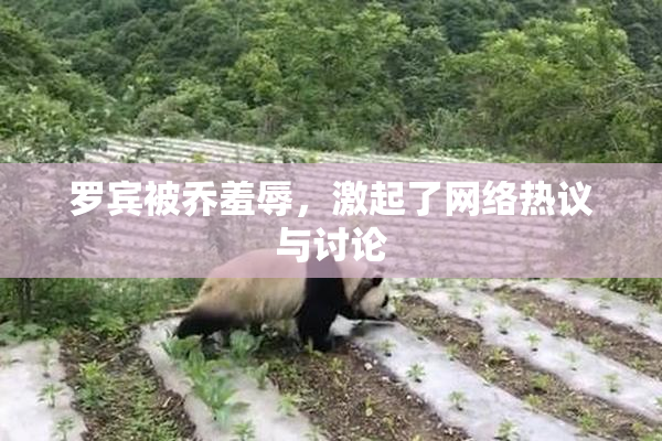 罗宾被乔羞辱，激起了网络热议与讨论
