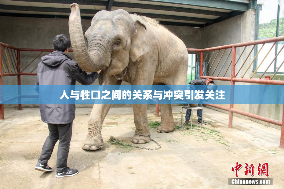 人与牲口之间的关系与冲突引发关注