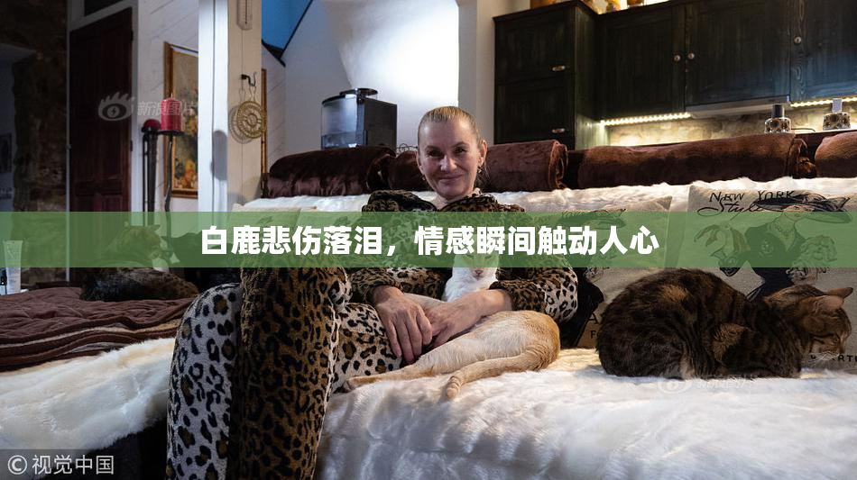 白鹿悲伤落泪，情感瞬间触动人心
