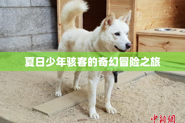 夏日少年骇客的奇幻冒险之旅