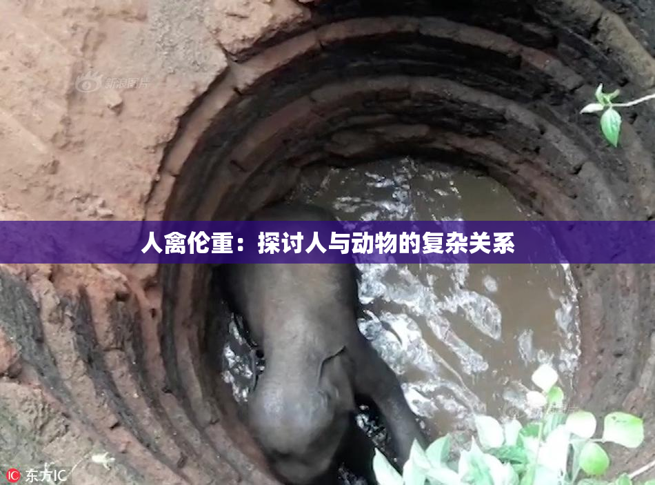 人禽伦重：探讨人与动物的复杂关系