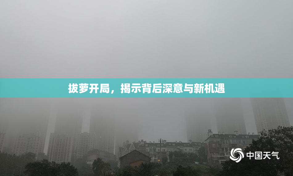 拔萝开局，揭示背后深意与新机遇