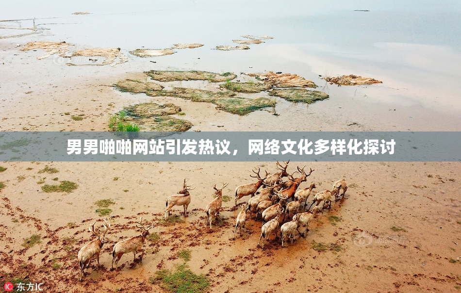 男男啪啪网站引发热议，网络文化多样化探讨