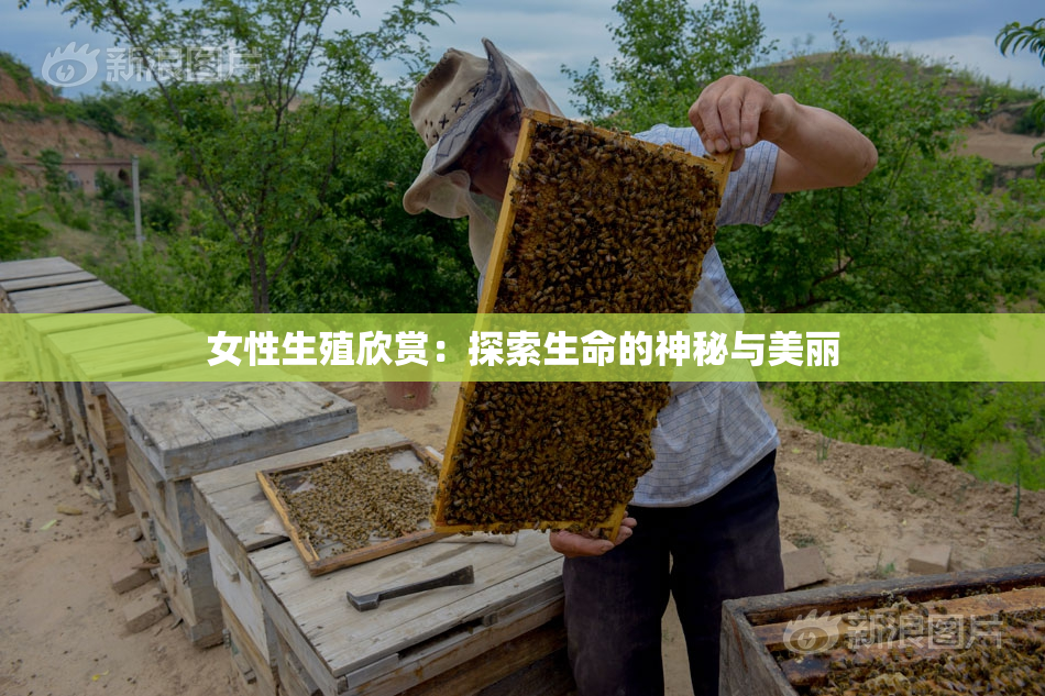 女性生殖欣赏：探索生命的神秘与美丽