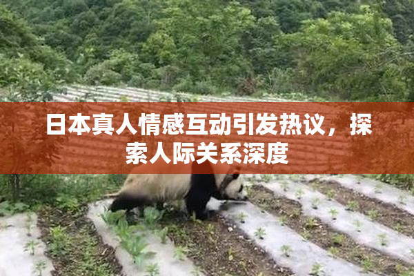 日本真人情感互动引发热议，探索人际关系深度