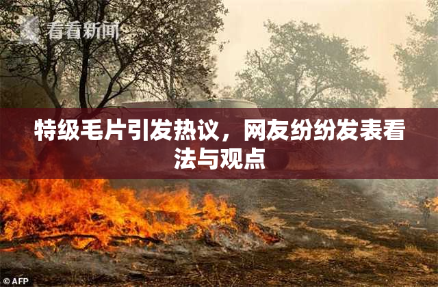 特级毛片引发热议，网友纷纷发表看法与观点