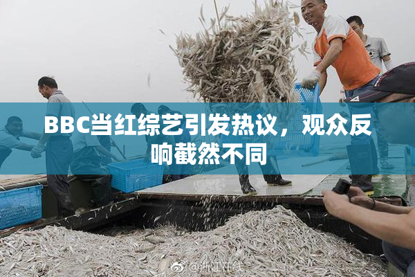 BBC当红综艺引发热议，观众反响截然不同