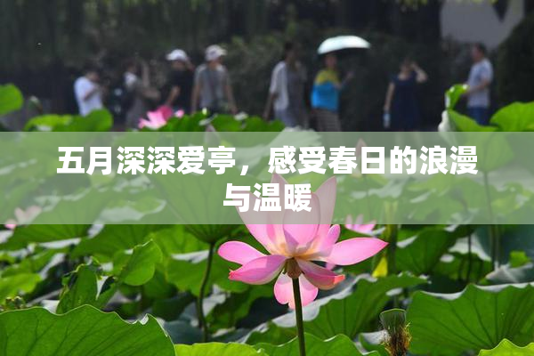 五月深深爱亭，感受春日的浪漫与温暖