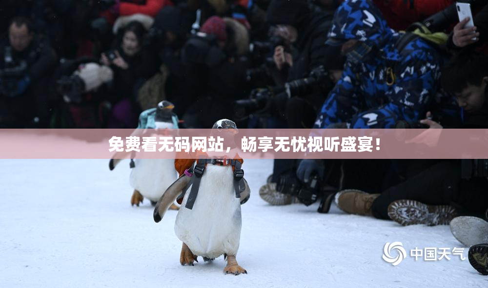 免费看无码网站，畅享无忧视听盛宴！