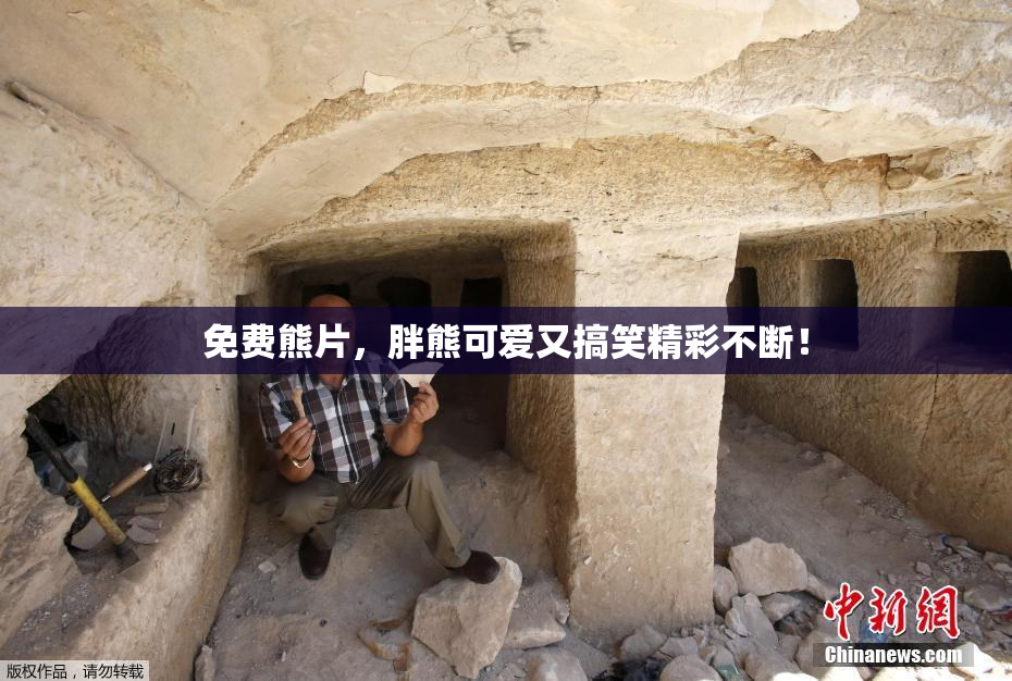 免费熊片，胖熊可爱又搞笑精彩不断！