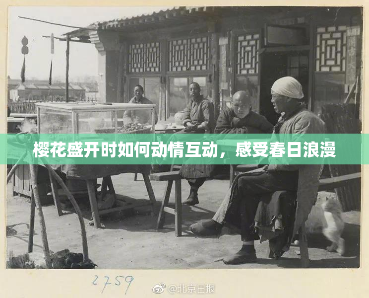 樱花盛开时如何动情互动，感受春日浪漫
