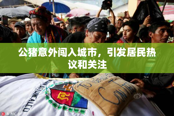 公猪意外闯入城市，引发居民热议和关注