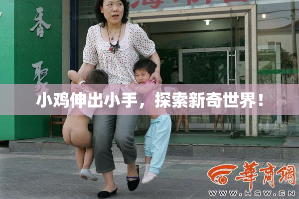 小鸡伸出小手，探索新奇世界！