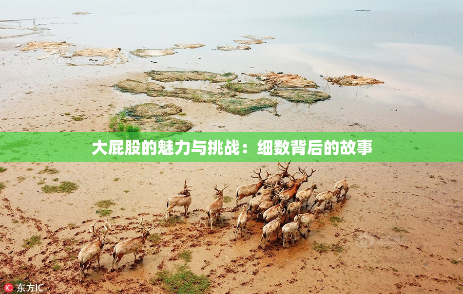 大屁股的魅力与挑战：细数背后的故事