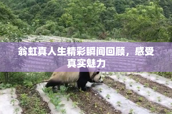 翁虹真人生精彩瞬间回顾，感受真实魅力