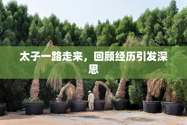 太子一路走来，回顾经历引发深思