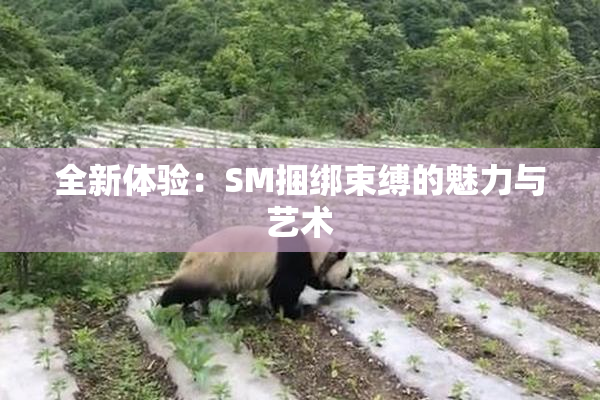 全新体验：SM捆绑束缚的魅力与艺术