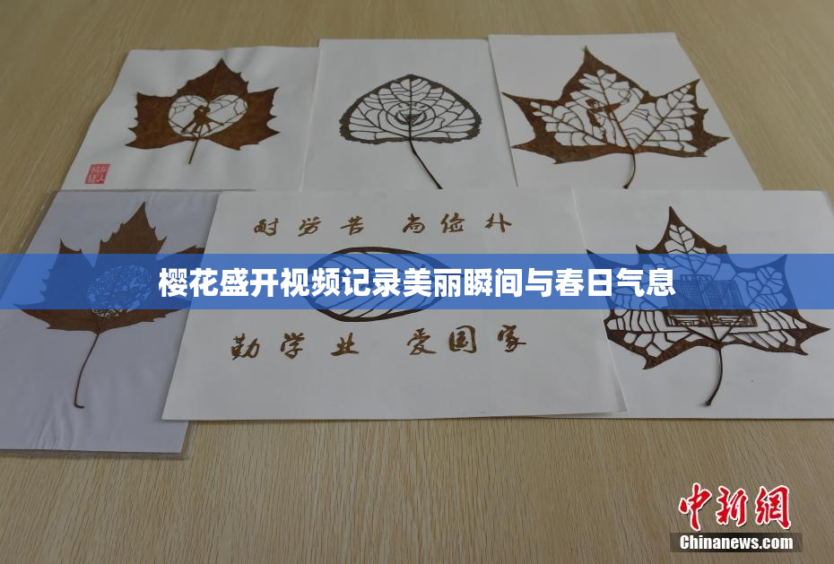 樱花盛开视频记录美丽瞬间与春日气息