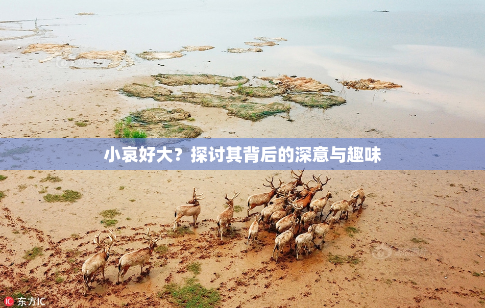 小哀好大？探讨其背后的深意与趣味