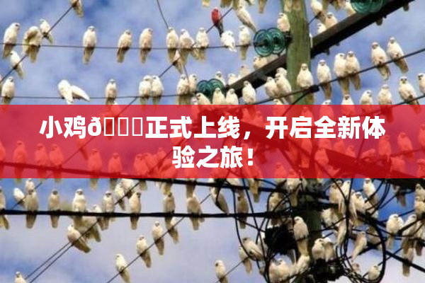 小鸡🐔正式上线，开启全新体验之旅！