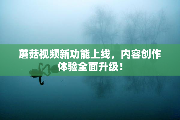 蘑菇视频新功能上线，内容创作体验全面升级！