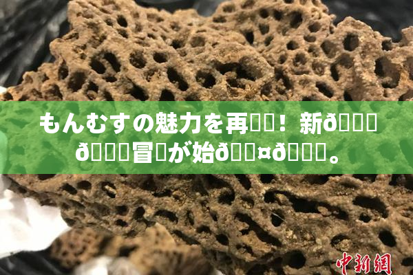 もんむすの魅力を再発見！新👅🍑冒険が始🖤🌃。