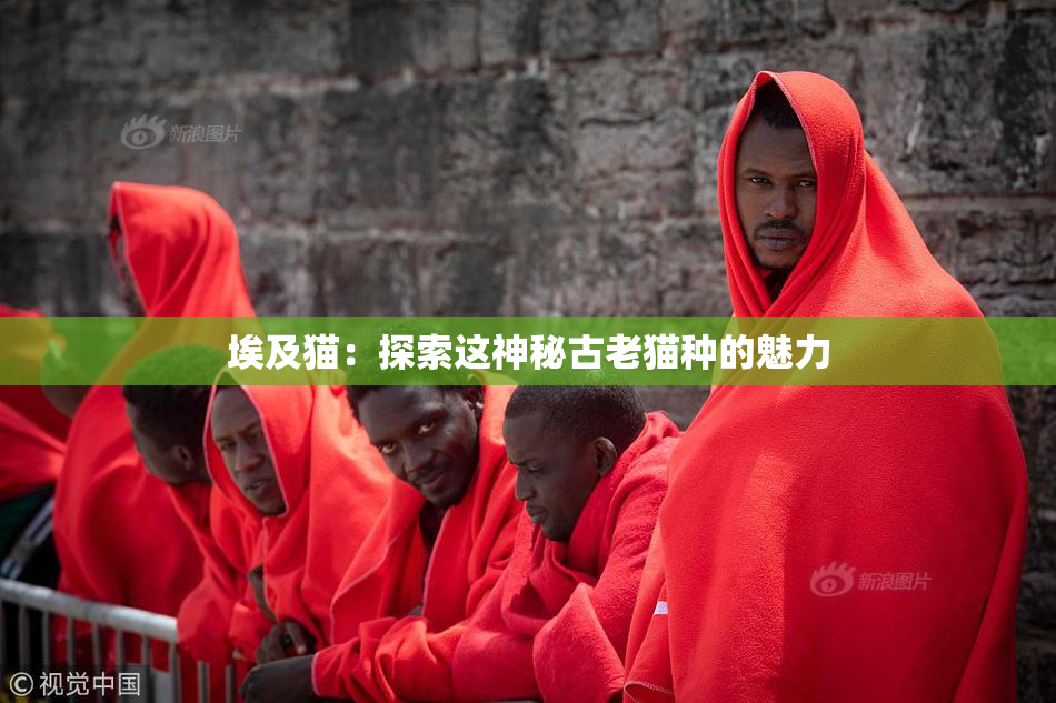 埃及猫：探索这神秘古老猫种的魅力