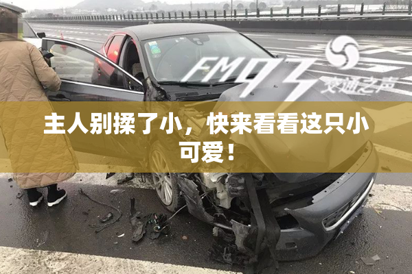 主人别揉了小，快来看看这只小可爱！