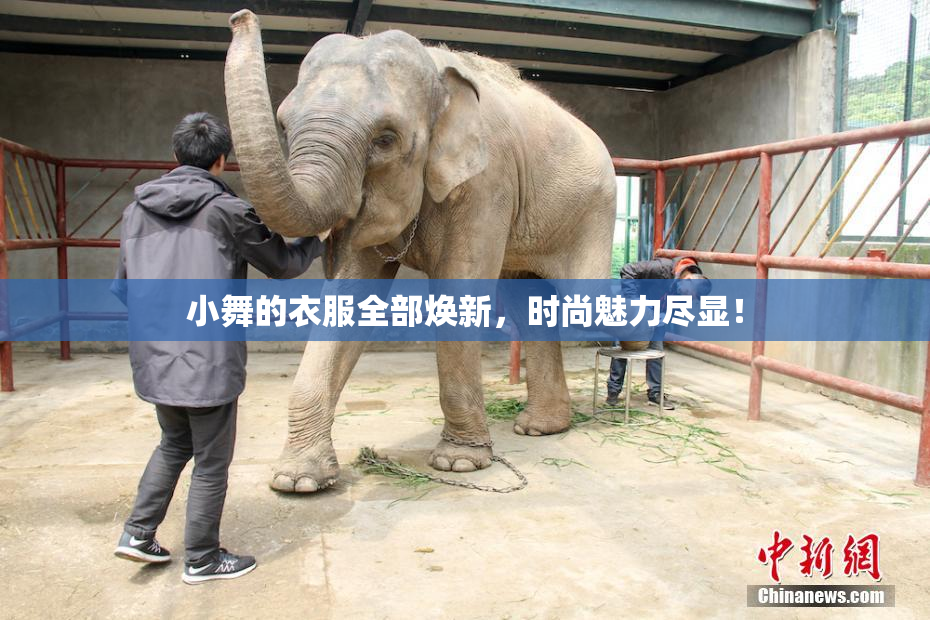 小舞的衣服全部焕新，时尚魅力尽显！