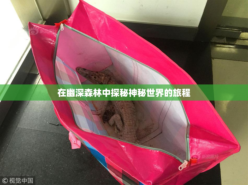 在幽深森林中探秘神秘世界的旅程