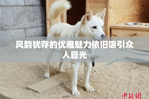风韵犹存的优雅魅力依旧吸引众人目光