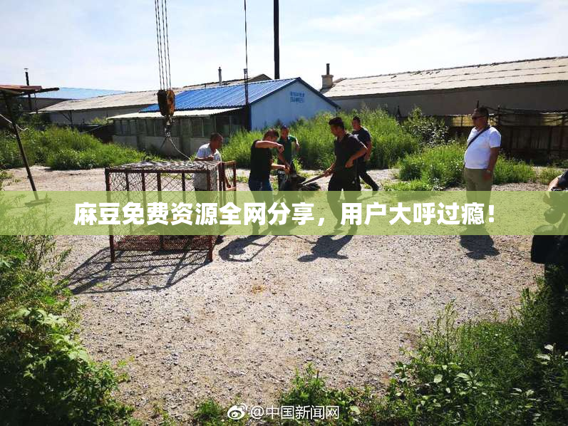 麻豆免费资源全网分享，用户大呼过瘾！