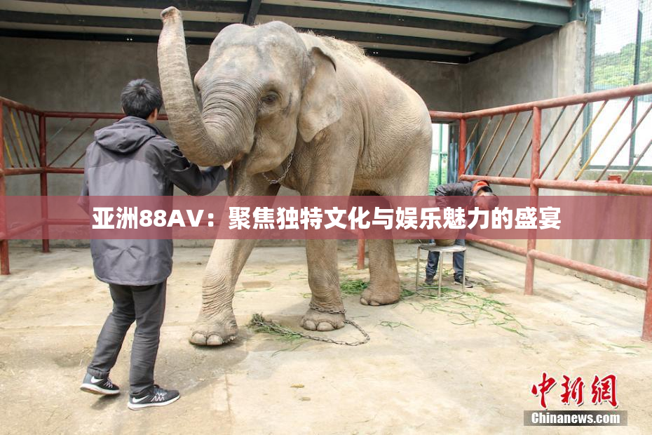 亚洲88AV：聚焦独特文化与娱乐魅力的盛宴