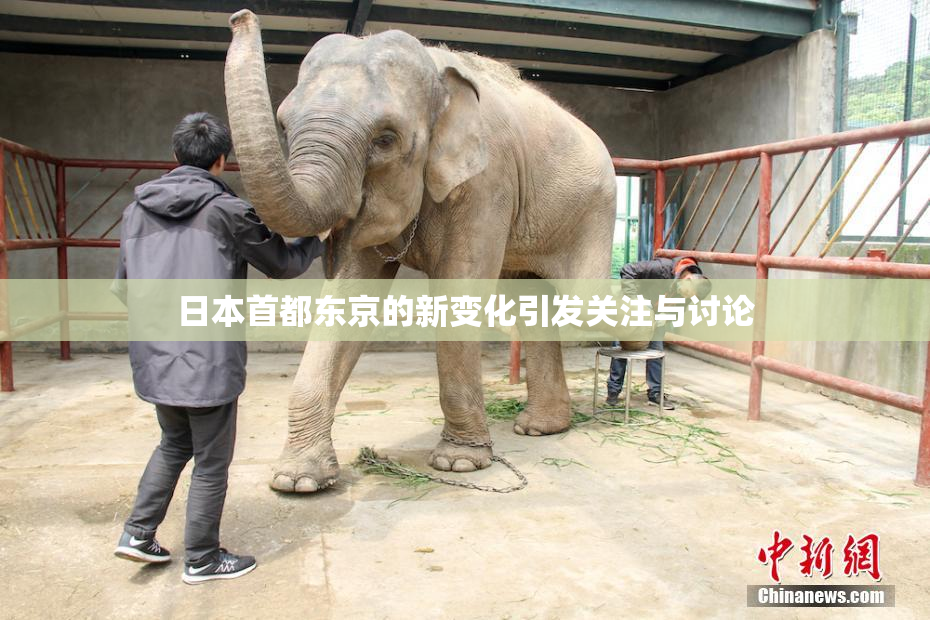 日本首都东京的新变化引发关注与讨论
