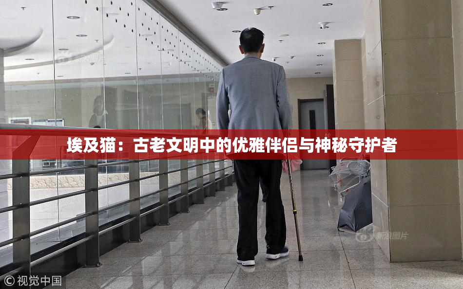 埃及猫：古老文明中的优雅伴侣与神秘守护者