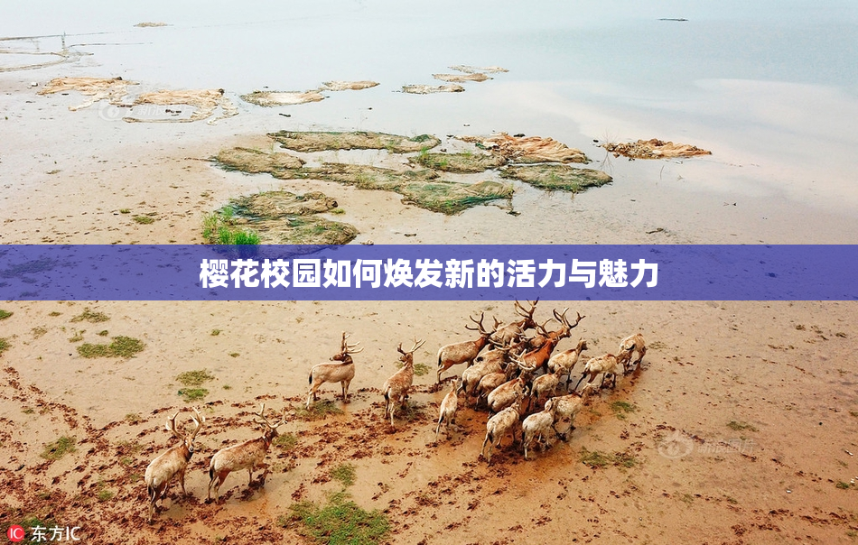 樱花校园如何焕发新的活力与魅力