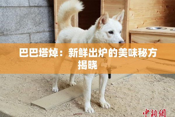 巴巴塔焯：新鲜出炉的美味秘方揭晓