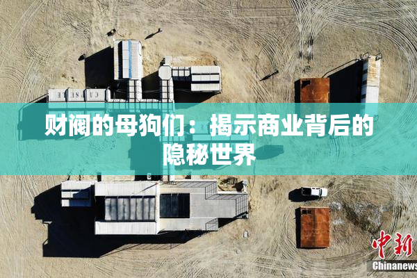 财阀的母狗们：揭示商业背后的隐秘世界
