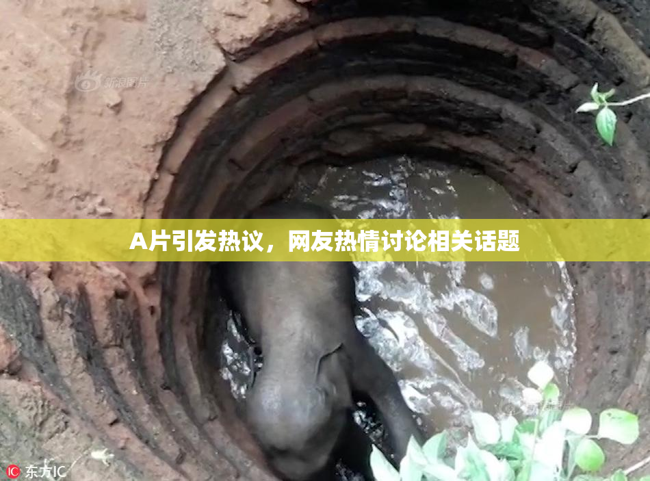 A片引发热议，网友热情讨论相关话题