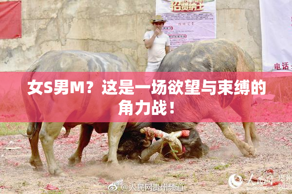 女S男M？这是一场欲望与束缚的角力战！